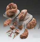 Brain 9 pc Deluxe Anatomical Model w Arteries